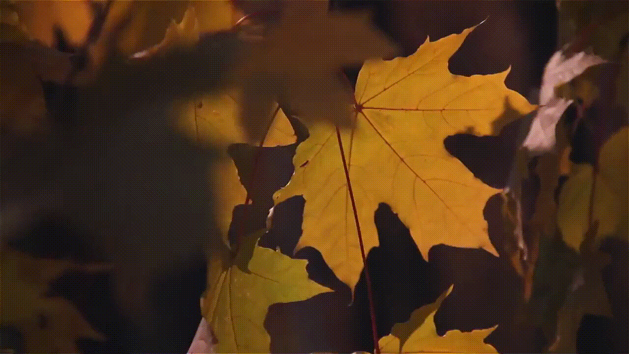 Ночью по листьям стучал беспрерывно. Осенний листопад. Кленовый лист. Кленовый лист на дереве. Падающие листья.