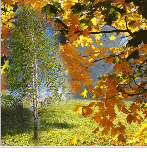 Осенний листопад. Осень листопад. Золотая осень. Сентябрь листопад. Пришла осенним листопадом