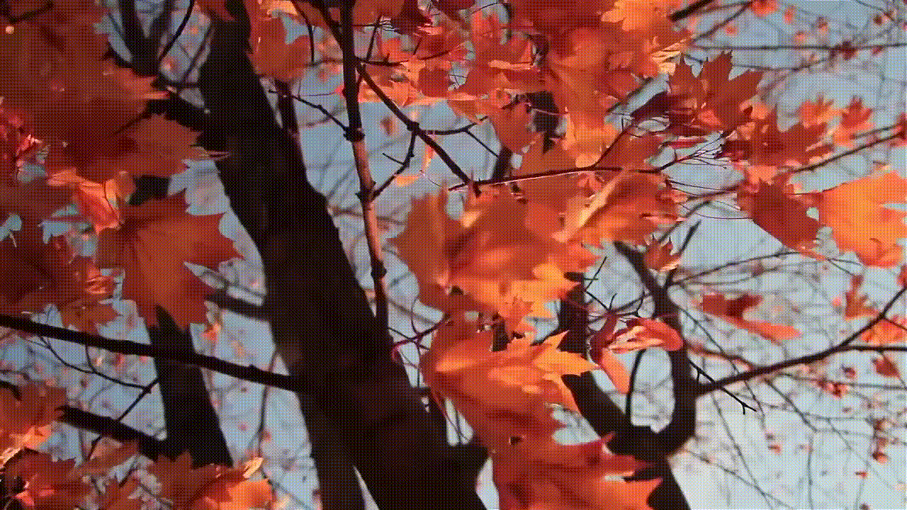 Птицы падают с деревьев. Падающие листья. Осенние листья деревьев. Опавшие листья. Дерево с желтыми листьями.
