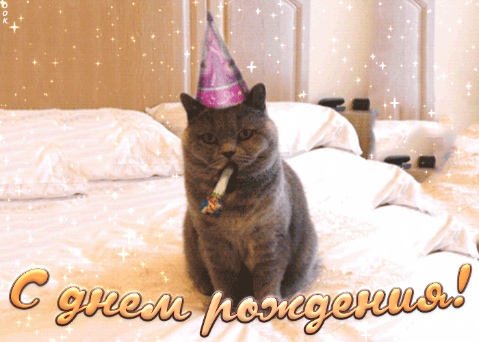 2. Поздравляю с днем рождения с юмором, анимационная открытка с котом