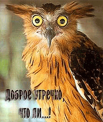 2. Гифка Крупная сова с большими круглыми моргающими глазами шевелит правым крылом