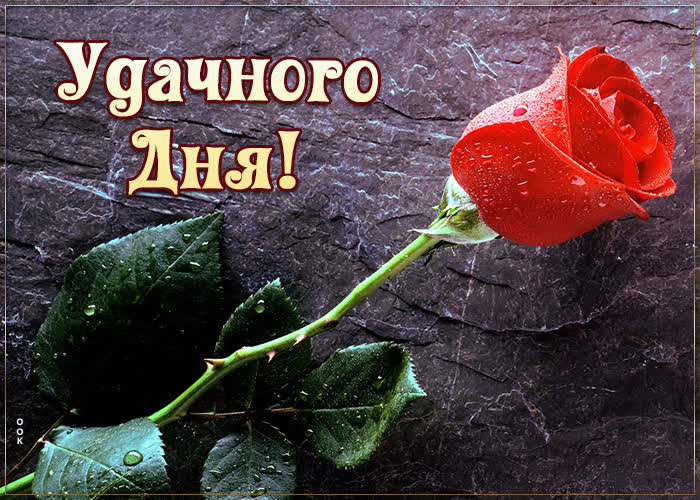 9. Картинка хорошего и удачного дня с розой для любимой женщины!