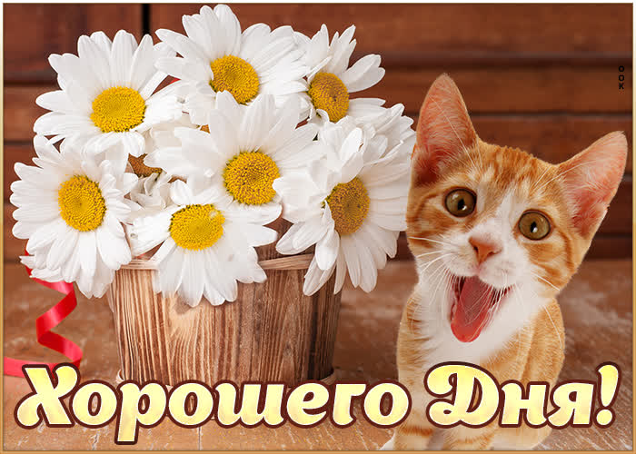 2. Веселая, креативная картинка хорошего дня для женщины с цветами и котиком!