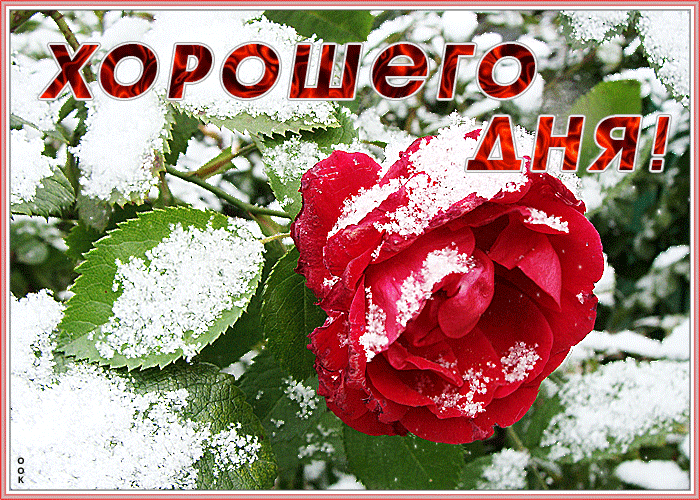 7. Очень милая картинка хорошего дня, красная роза в снегу!
