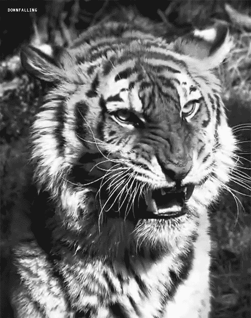 6. Анимированные белые тигры, Тигр черный анимированный