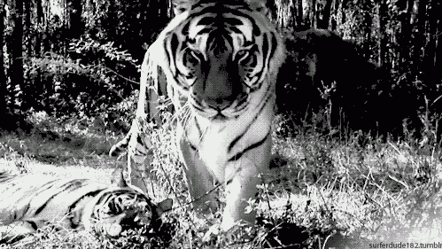 17. Тигр tigre le tigre гифка.