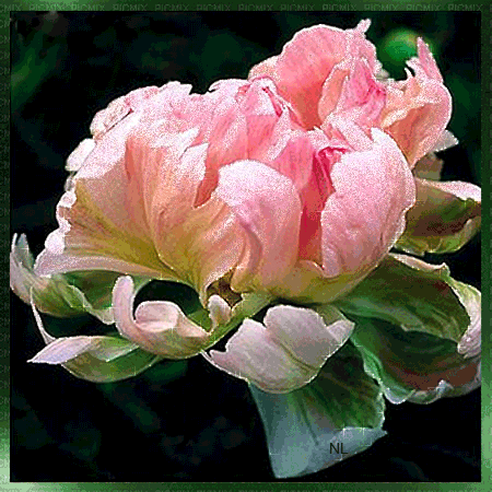 5. Gif анимация Крупный цветок розовой герберы с крупными каплями росы