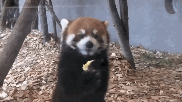3. This Red Panda’s Heroic Attempts To Eat Apple Slices Will Inspire You … Гифка красная Панда
