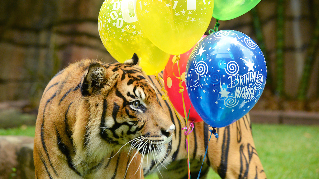 6. Тигр поздравляет с днем рождения