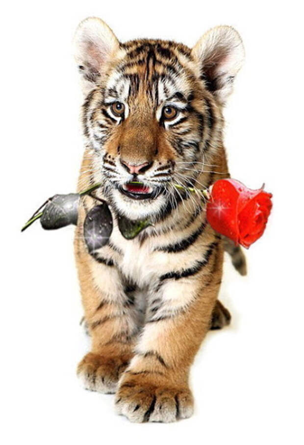 25. Картинка Тигр дарит цветы