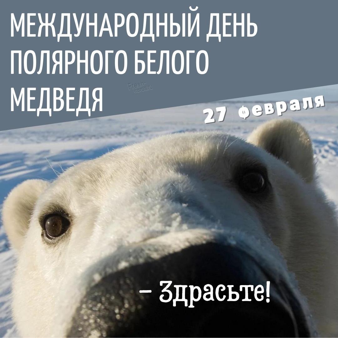 картинки на день медведя