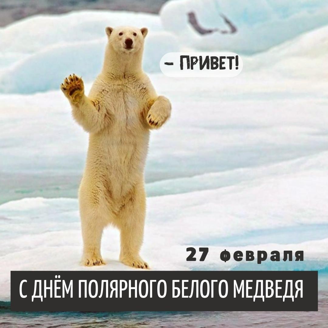 Сегодня день белого медведя