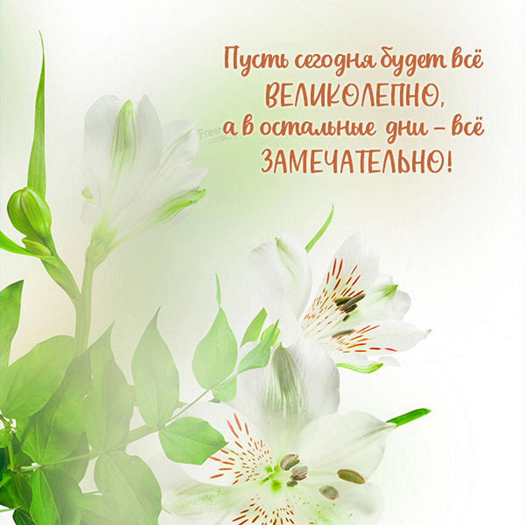 19. Открытка с цветами и пожеланием пусть сегодня будет всё великолепно, а в остальные дни — всё замечательно!