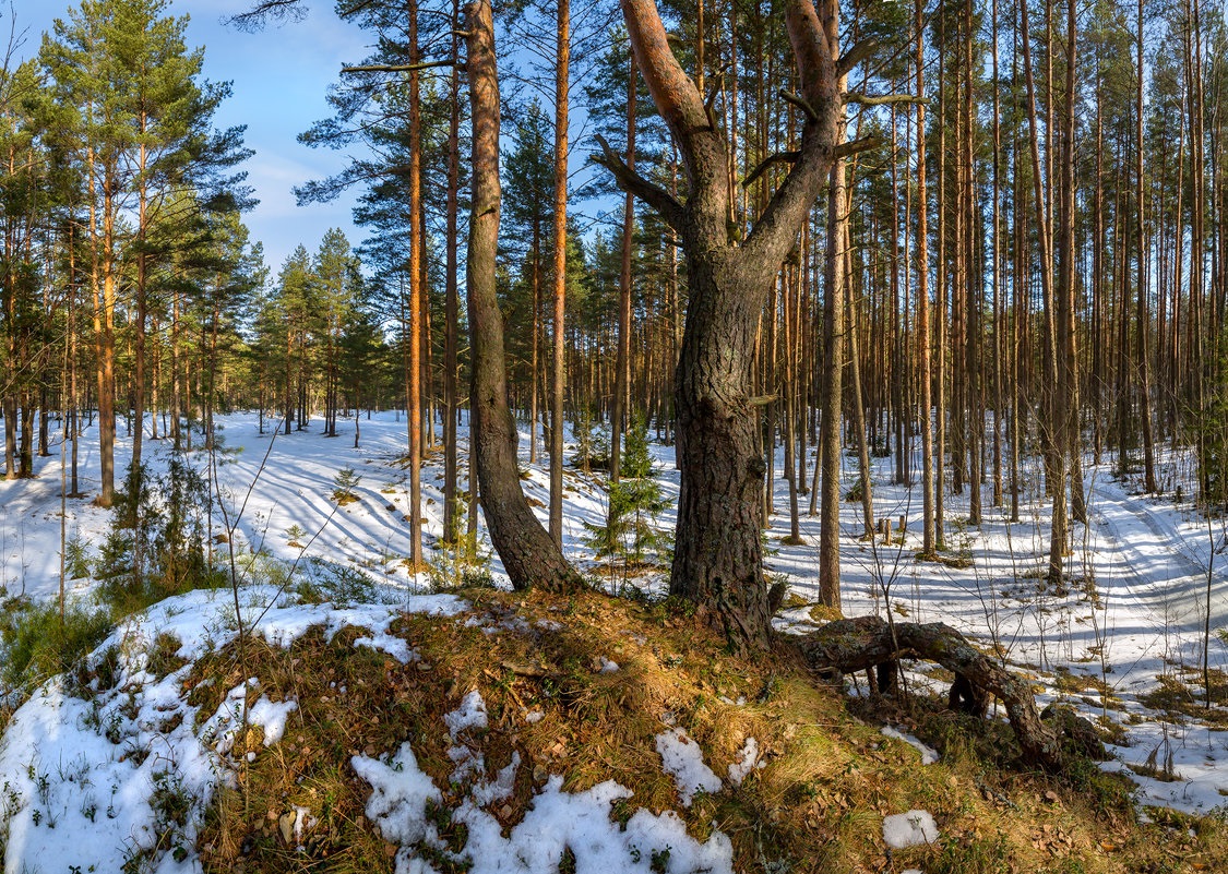 Картинку лес весенний лес