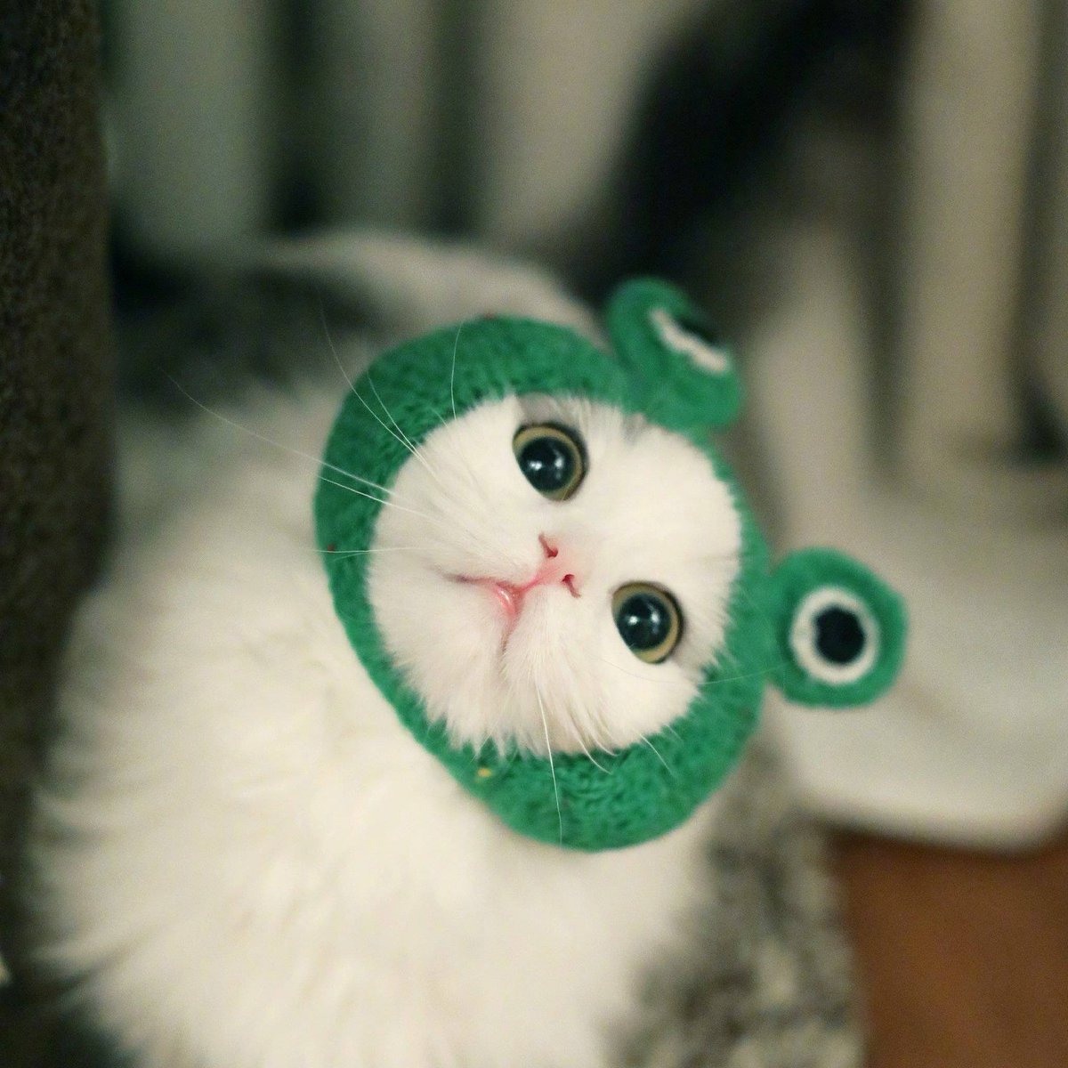 Милые котики в шапочках