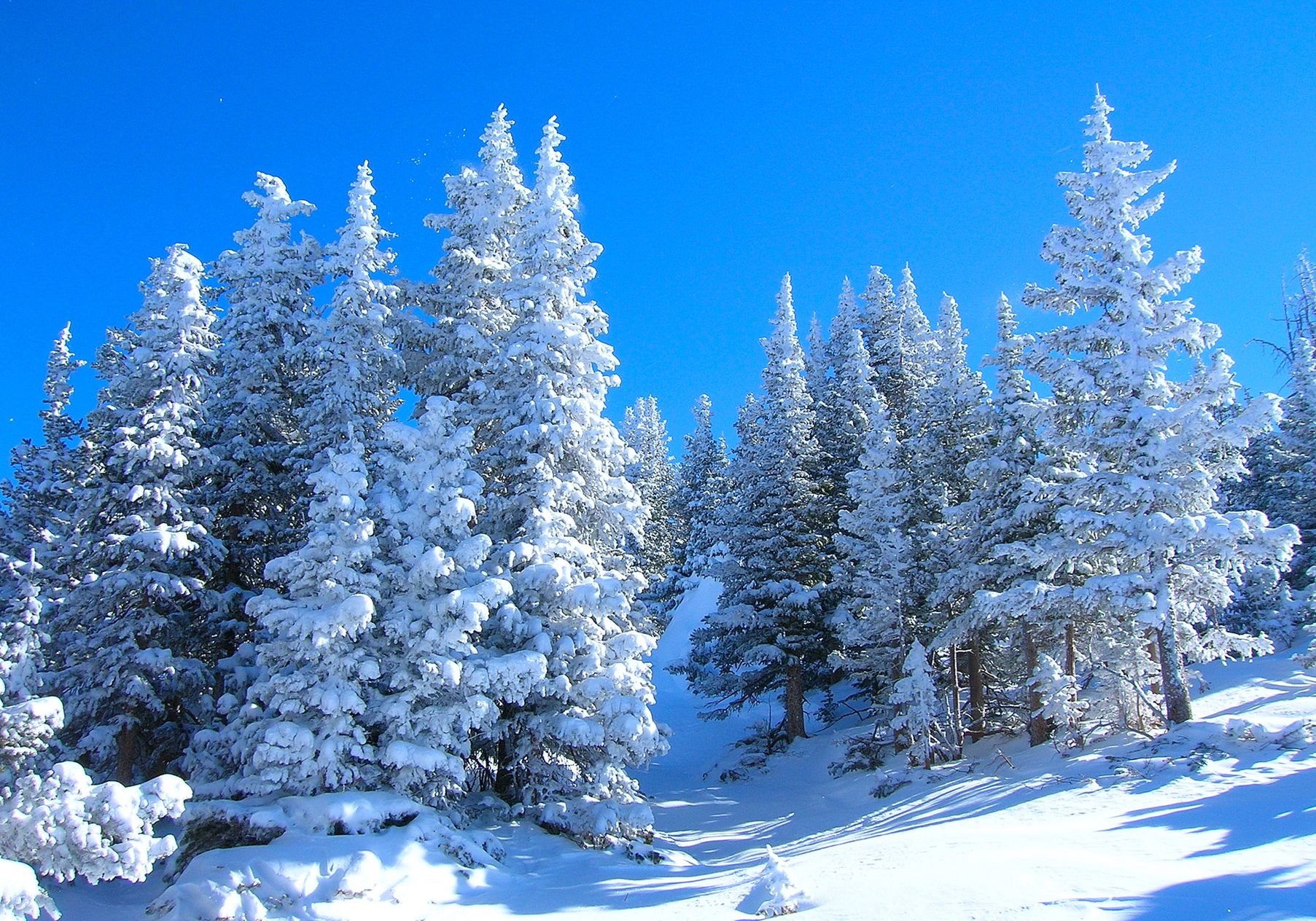 33. Картинки зимний лес в снегу