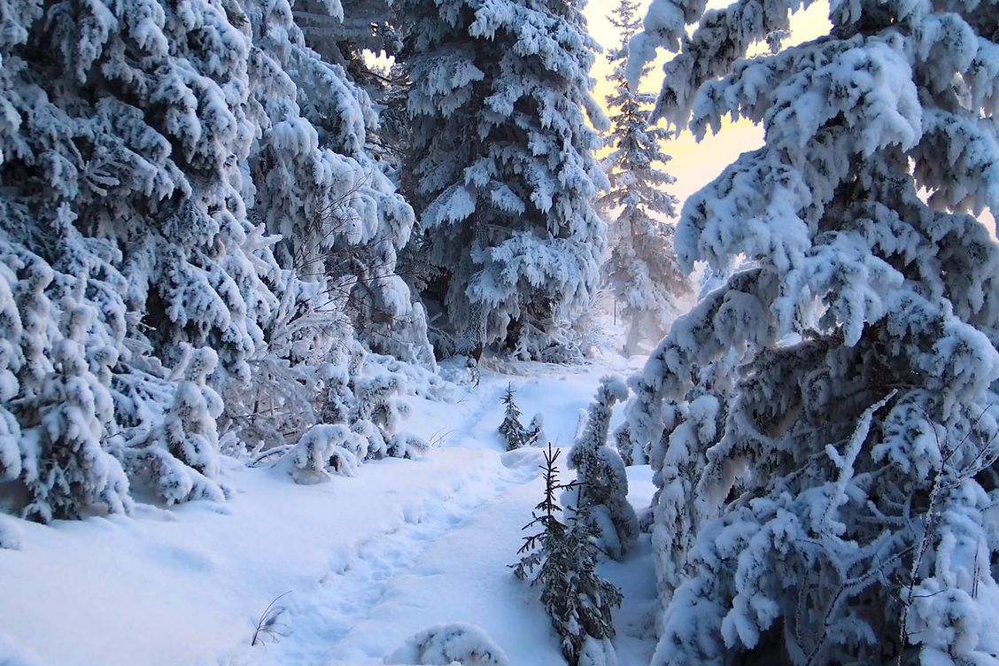 34. Открытки Снежный лес, Зимой в лесу