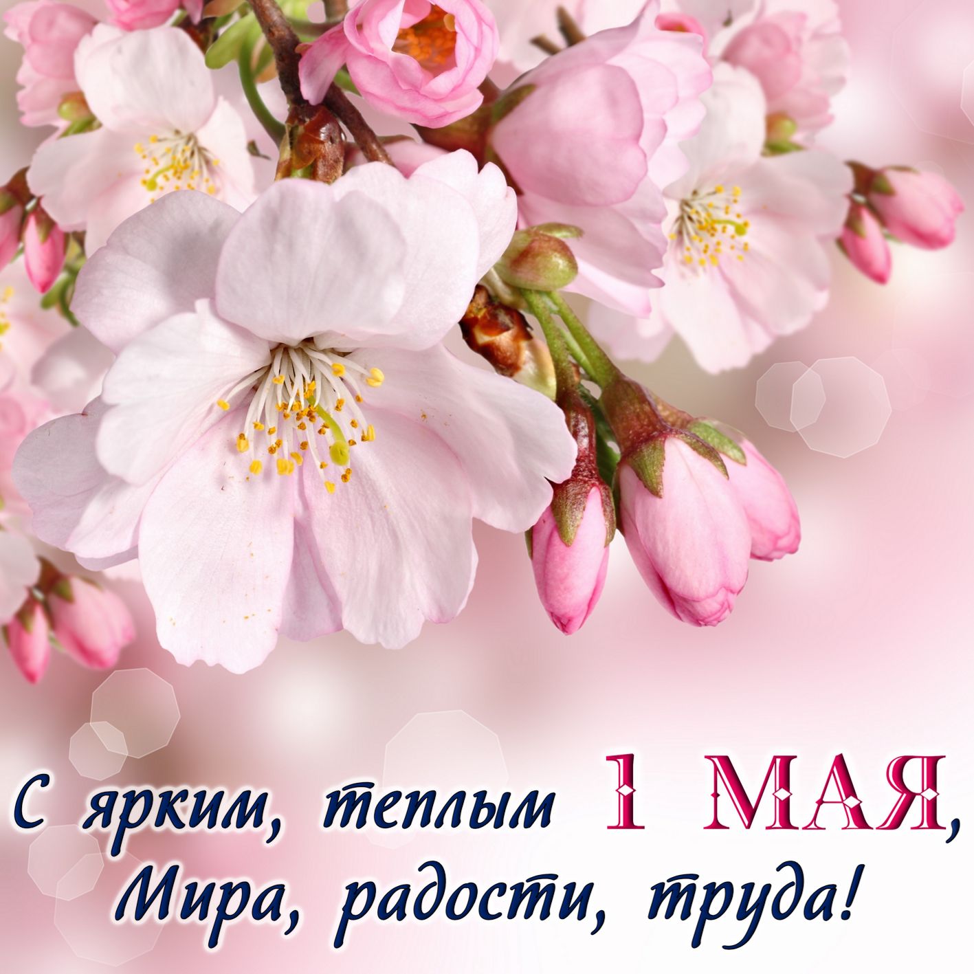 Нежные весенние цветы к празднику 1 Мая.