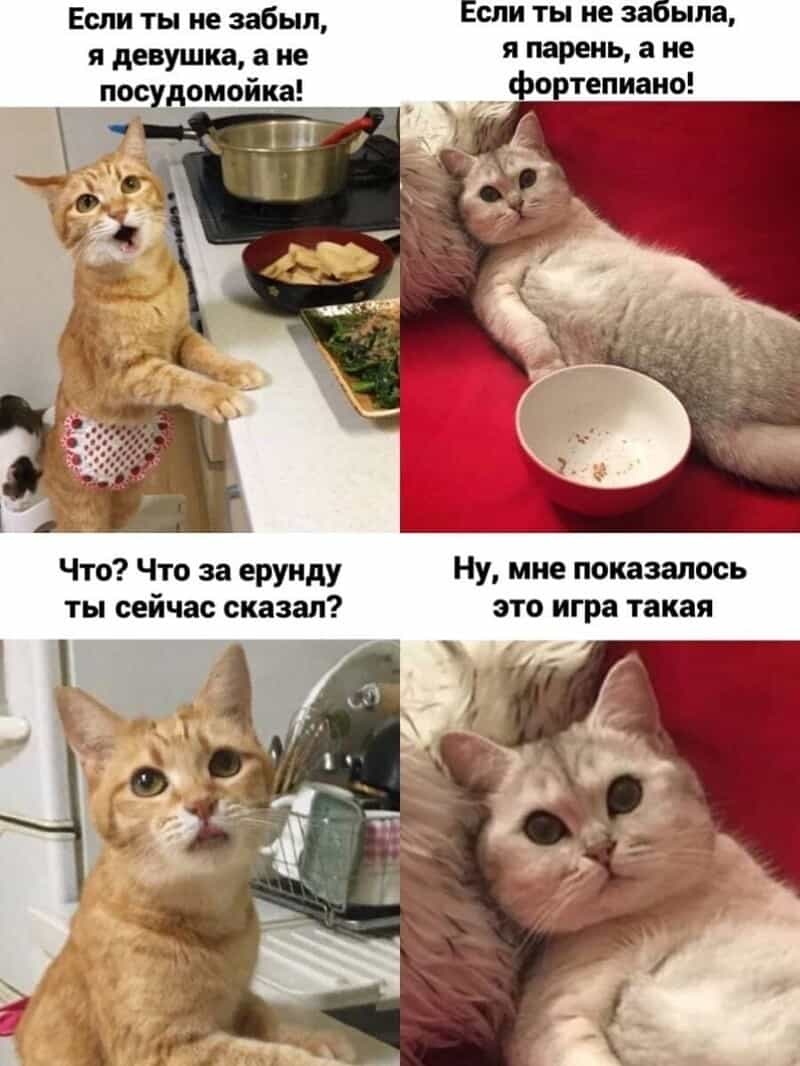 Мемы с котами