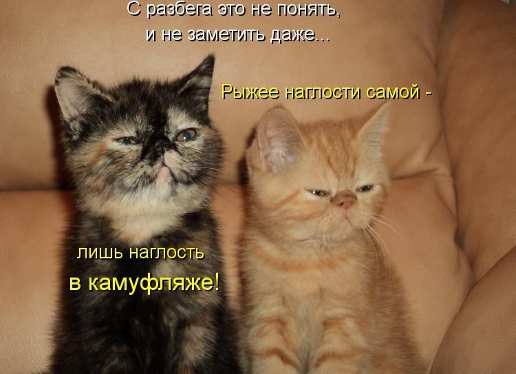 Смешные рисунки с котами и надписями