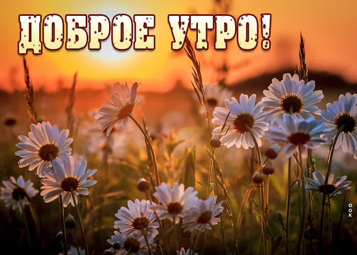 Ромашковая открытка доброе летнее утро.