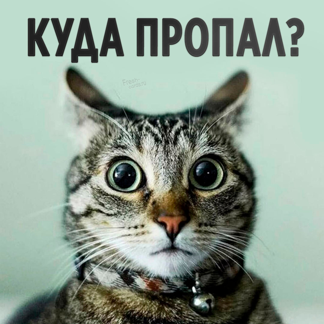 Смешная картинка с котом, куда пропал ?