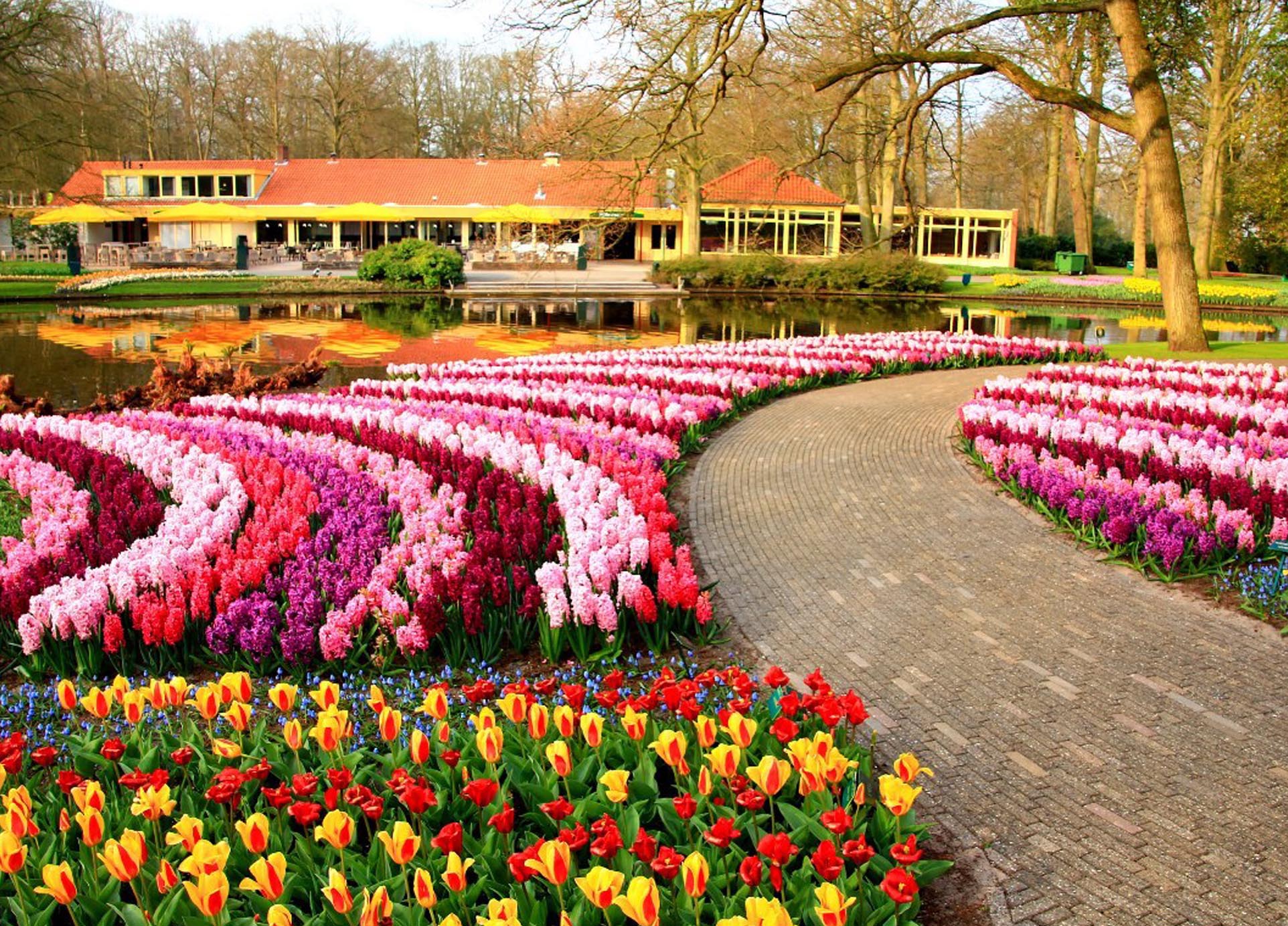 Королевский парк цветов кёкенхоф (Нидерланды)