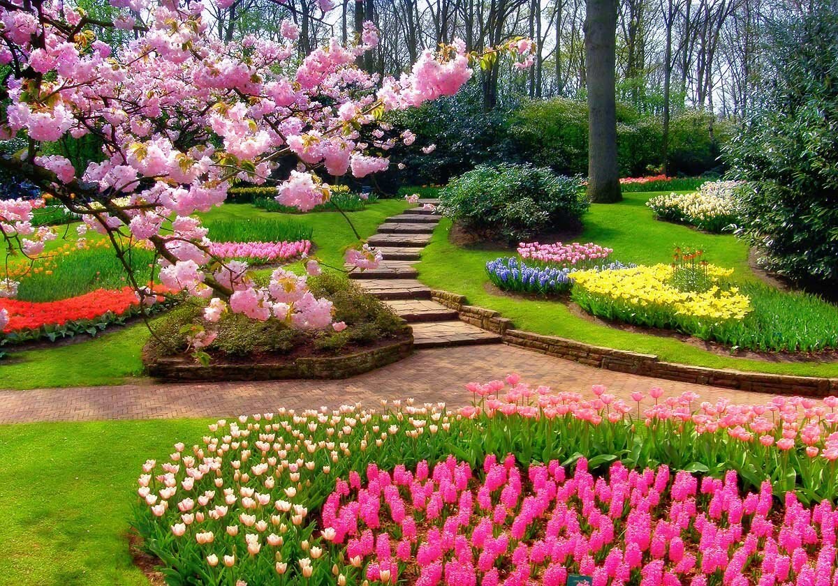 Красивые Цветы В Парке