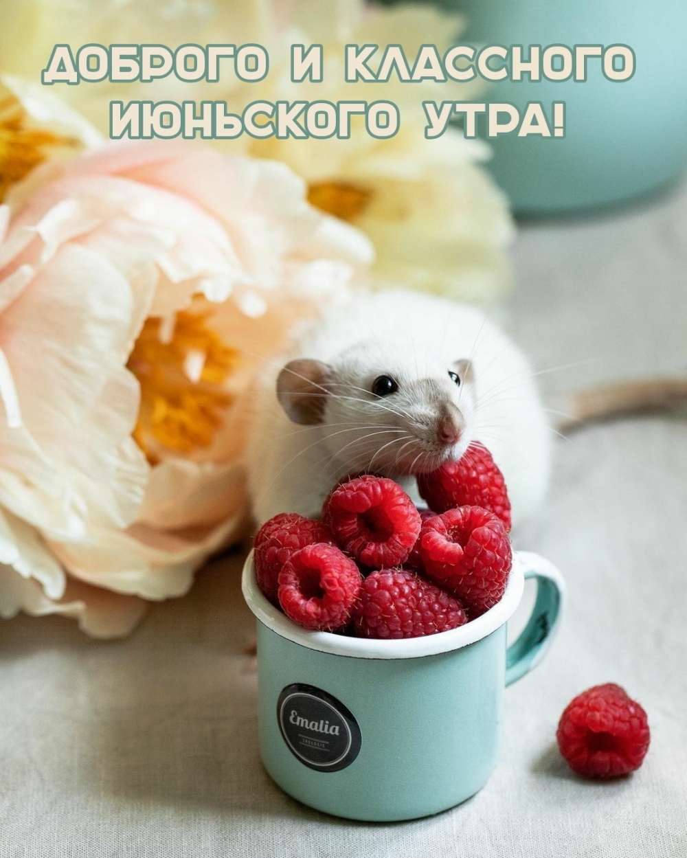 Картинка — Доброе июньское утро!