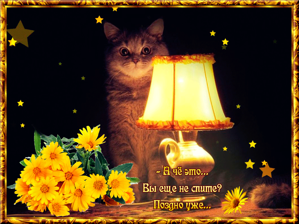 9. Гифка спокойной весенней ночи. Всё поместилось на столе : цветы, кошка, лампа, жизнь в жёлтом цвете.