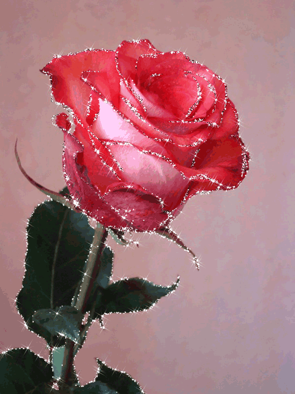 10. Гифка красивая розовая роза