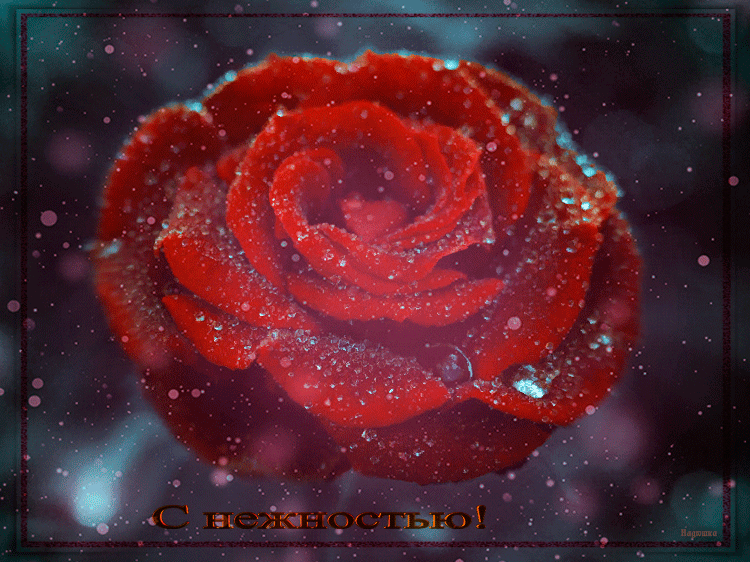 1. Анимация с красивой красной розой в каплях воды