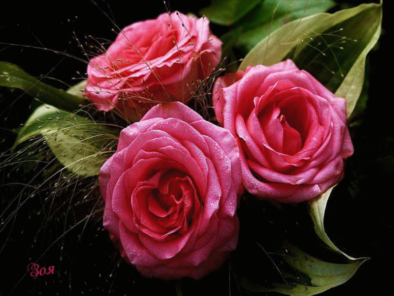 3. Гифка распускающиеся розовые розы