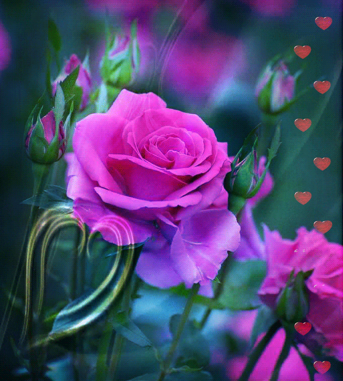 4. Гифка с фиолетовой розой в лучах солнца