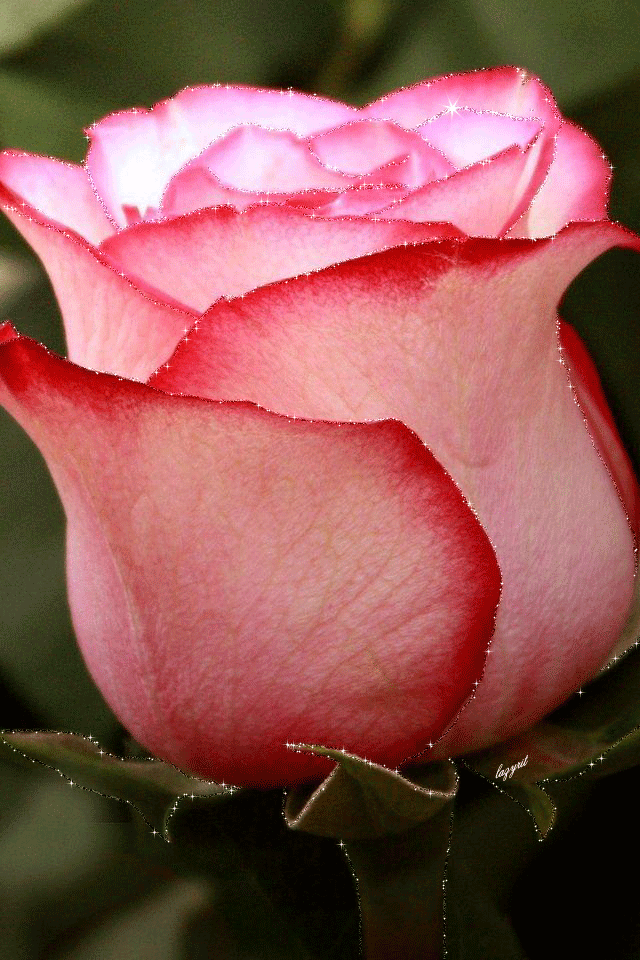 Видео красивеньких. Красивые розы. Самые красивые розы. Живые розы. Розы крупные бутоны.