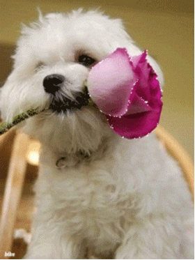 1. Красивая гифка собака с мерцающей розой в зубах