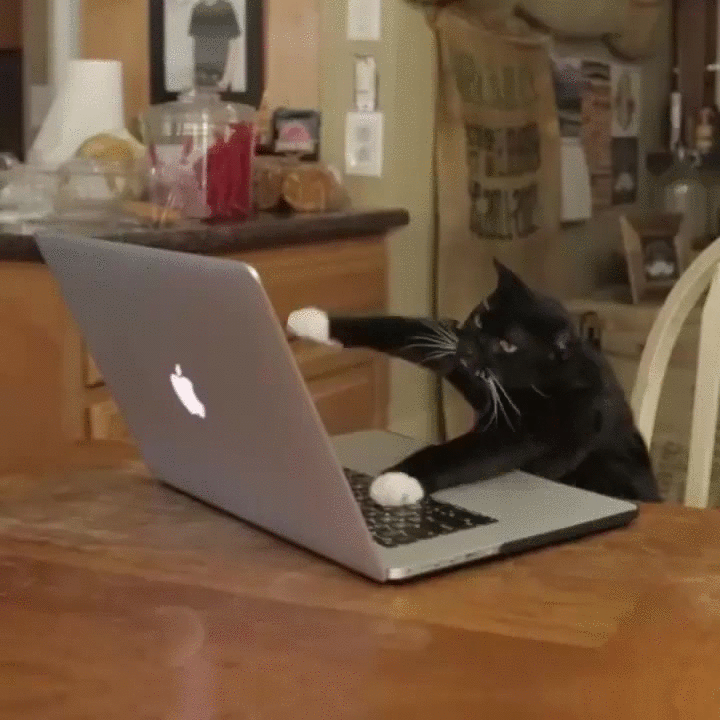 1. Гифка кот печатает на клавиатуре