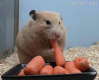 1. Гифка хомяк ест морковку