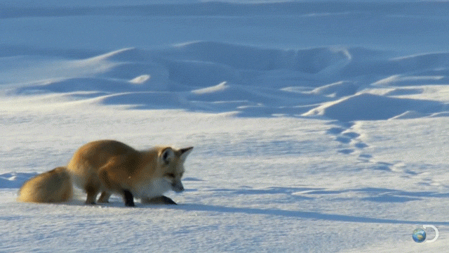1. Гифка лиса прыгает в снег