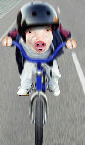 1. Смешная гифка свинья едет на велосипеде