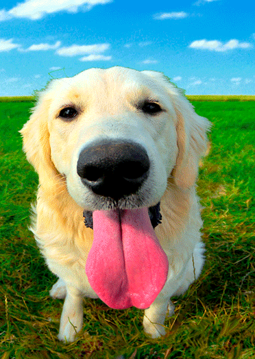 1. Гифка собака с высунутым языком