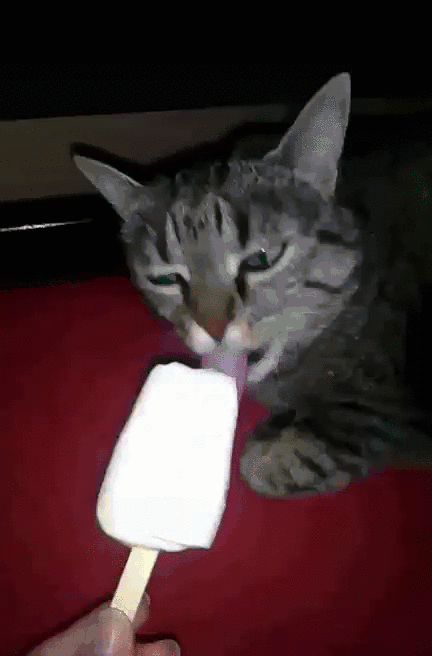 1. Гифка кот ест мороженое