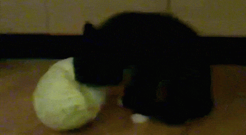 1. Гифка кот ест капусту