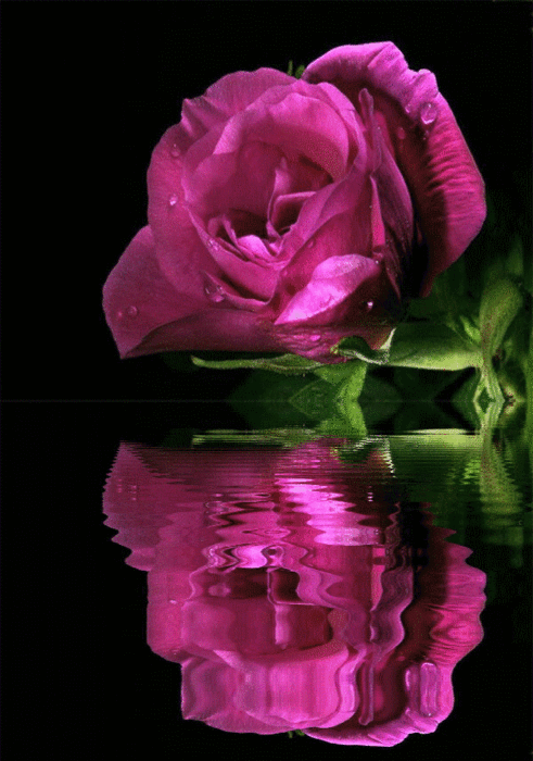2. Гифка мерцающая роза в воде