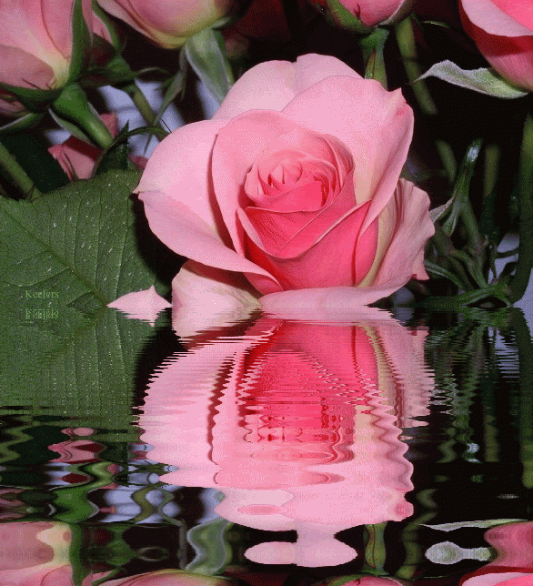 9. Гифка роза в воде