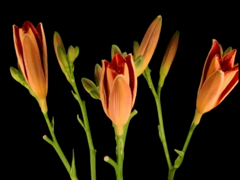 2. Gif картинка распускающийся цветок