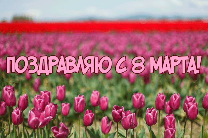 10. Гиф поле тюльпанов на 8 марта