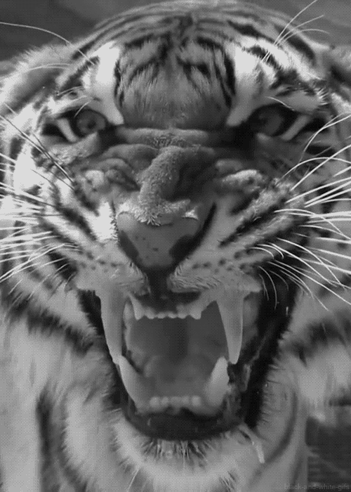 3. Гифка Оскал. Последнее воспоминание в жизни, для многих живых существ — тигриный оскал.