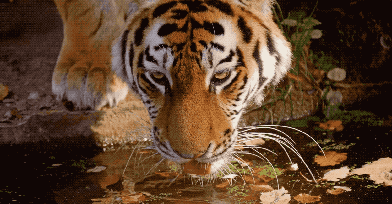 5. Гифка Водопой. Тигр пьёт воду, ему никто не мешает, что вполне объяснимо.
