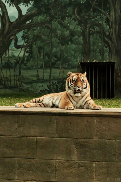 Гифки с тиграми